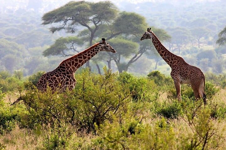Full-Day Arusha National Park Safari: Walking & Jeep Tour to Ngurdoto Crater and Momella Lakes photo 2