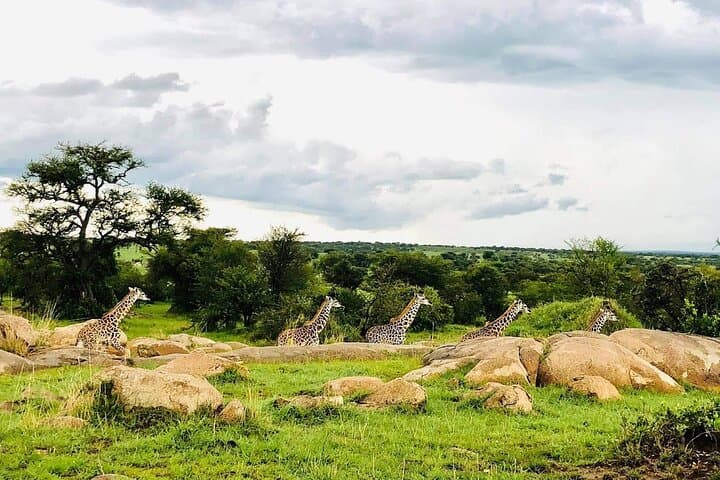 Full-Day Arusha National Park Safari: Walking & Jeep Tour to Ngurdoto Crater and Momella Lakes photo 3