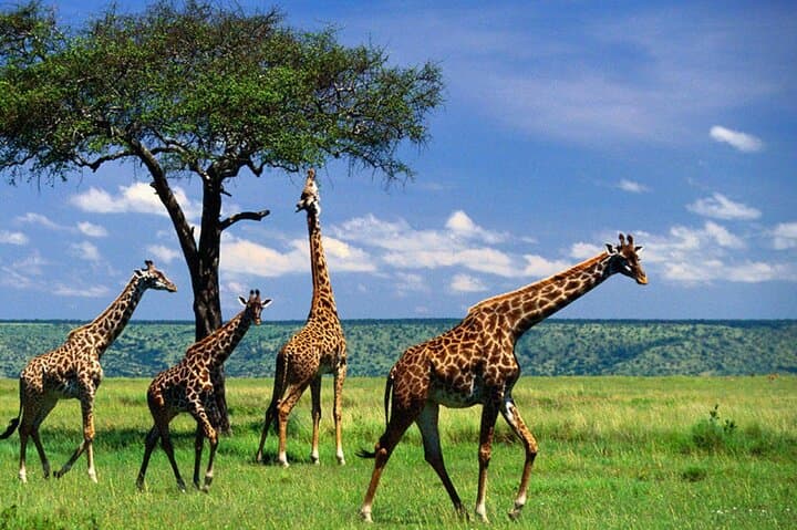 Full-Day Arusha National Park Safari: Walking & Jeep Tour to Ngurdoto Crater and Momella Lakes photo 5