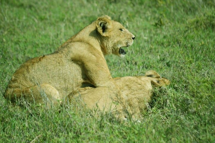 Tarangire National Park Day Trip: Safari from Arusha