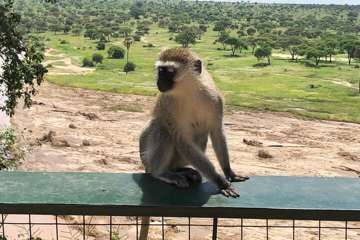 Tarangire National Park Day Trip: Safari from Arusha photo 2