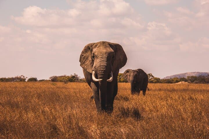 Tarangire National Park Day Trip: Safari from Arusha photo 3