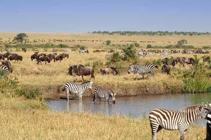 Tarangire National Park Day Trip: Safari from Arusha photo 4