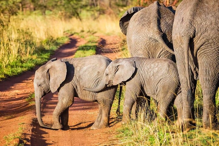 Tarangire National Park Day Trip: Safari from Arusha photo 6