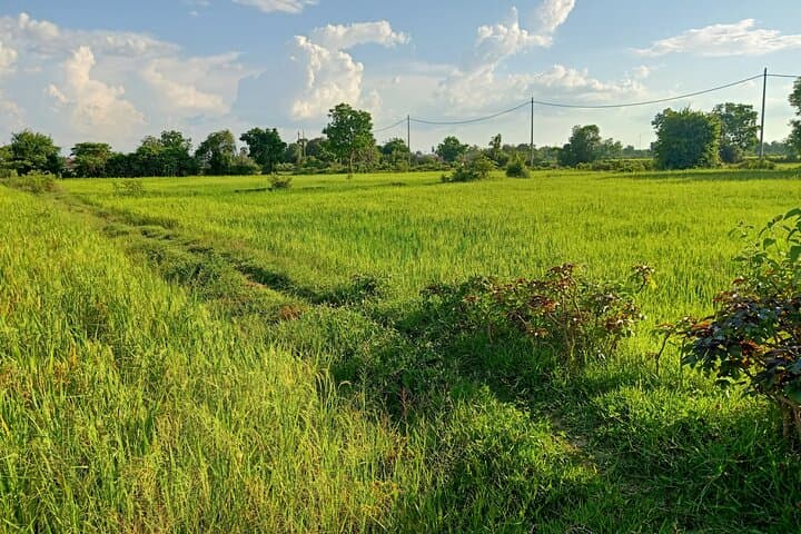 Battambang Full-Day Countryside & Bamboo Train Tour to Secret Bat Cave photo 5
