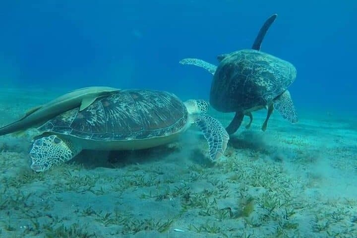 Snorkel Turtle Bay (Abu Dabbab) — Day Trip from Hurghada to Marsa Alam photo 6