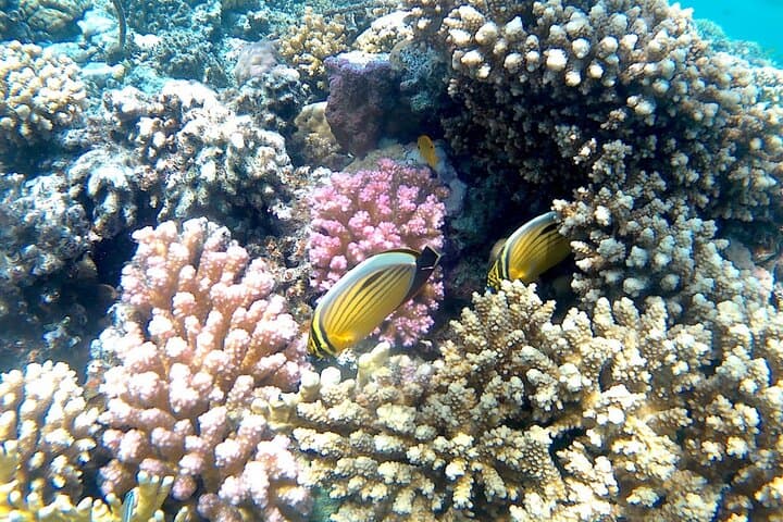 Sharm El Naga Snorkel Day Trip from Hurghada — Red Sea Reef Adventure photo 5