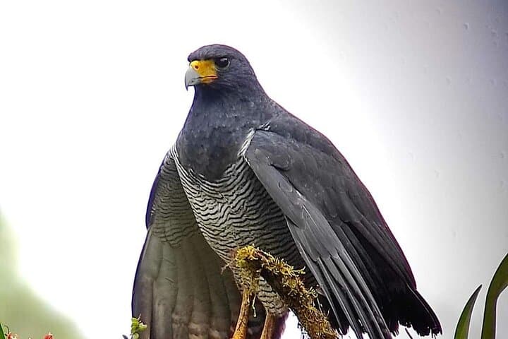 Mindo Guided Birding Photography Experience: Capture Cloud-Forest Birds photo 4