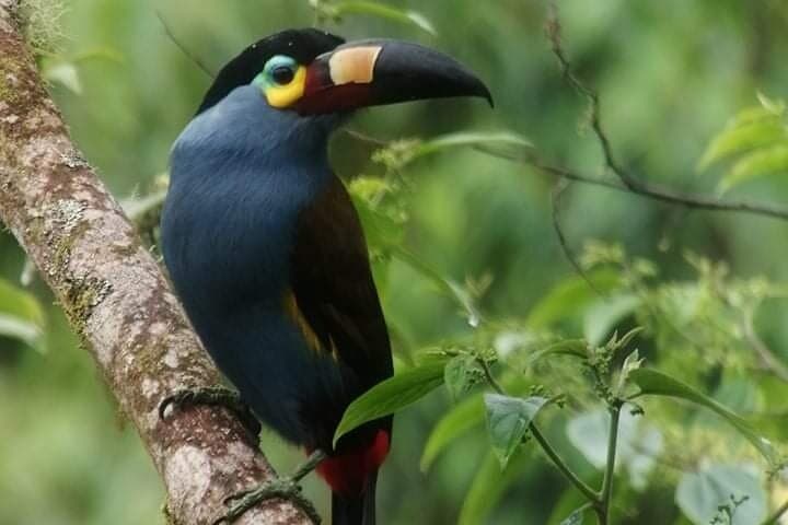 Mindo Guided Birding Photography Experience: Capture Cloud-Forest Birds photo 5