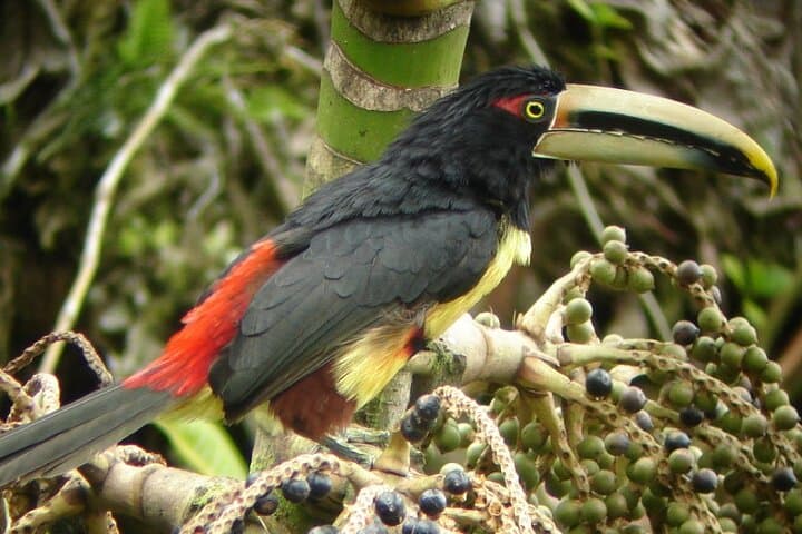 Mindo Guided Birding Photography Experience: Capture Cloud-Forest Birds photo 6