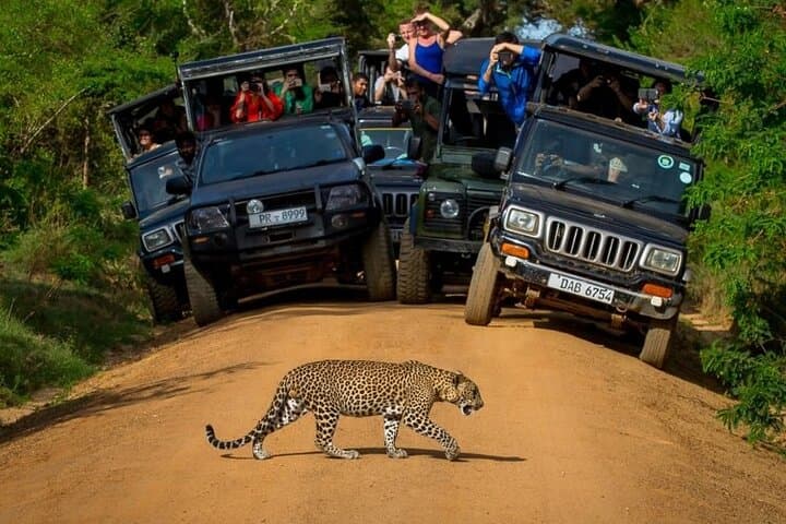 Sri Lanka 8-Day Private Guided Tour: Sigiriya, Kandy, Ella & Yala photo 6