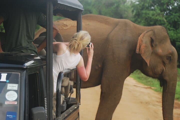 Half-Day Safari: Yala, Bundala & Udawalawe Guided Drive