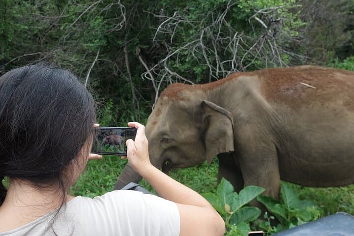 Half-Day Safari: Yala, Bundala & Udawalawe Guided Drive photo 2