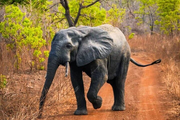3-Day Mole National Park Safari: Elephants, Larabanga Mosque & Canoe Village Experience