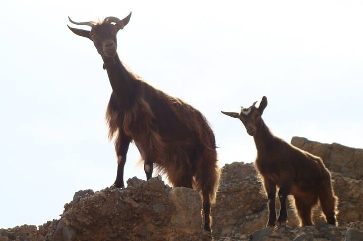 Self-Drive 4x4 Jeep Adventure in Crete's Dikti & Lassithi Highlands photo 5