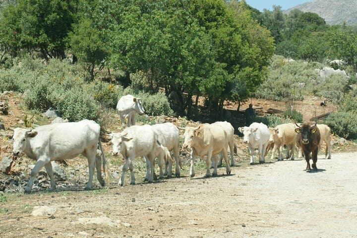 Self-Drive 4x4 Jeep Adventure in Crete's Dikti & Lassithi Highlands photo 6