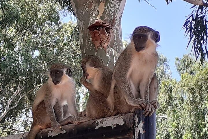 Birdwatching in The Gambia: Half-Day Forest and Wetland Tours photo 5