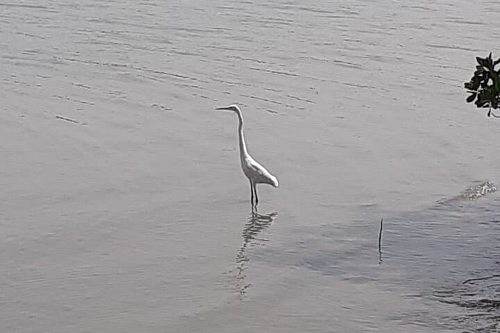 Birdwatching in The Gambia: Half-Day Forest and Wetland Tours photo 6