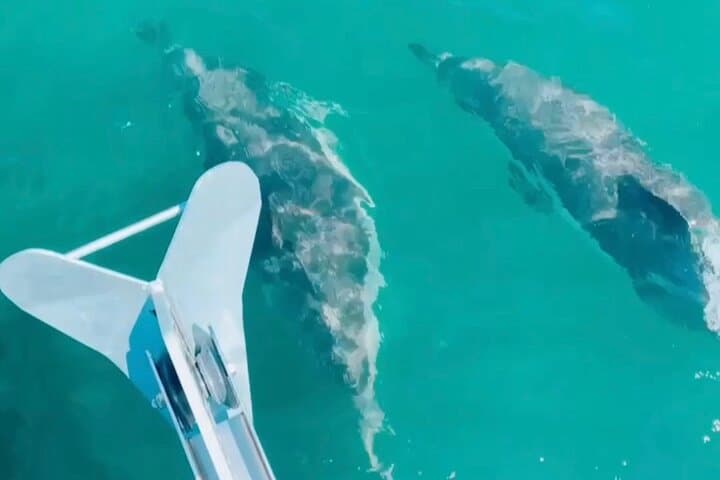 Private Luxury Sailing Beach Tour from Lisbon to Cascais photo 4