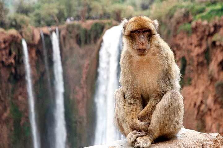 Marrakech to Ouzoud Falls Day Trip — Waterfalls, Barbary Apes & Berber Lunch photo 6