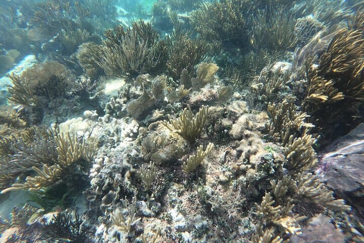 Snorkel Puerto Morelos Reef: Guided Boat Snorkel with Hotel Transport photo 3