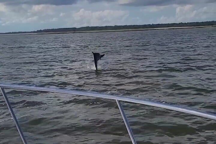 Private Dolphin Boat Tour in Hilton Head Island — Calibogue Sound Close Encounters photo 2