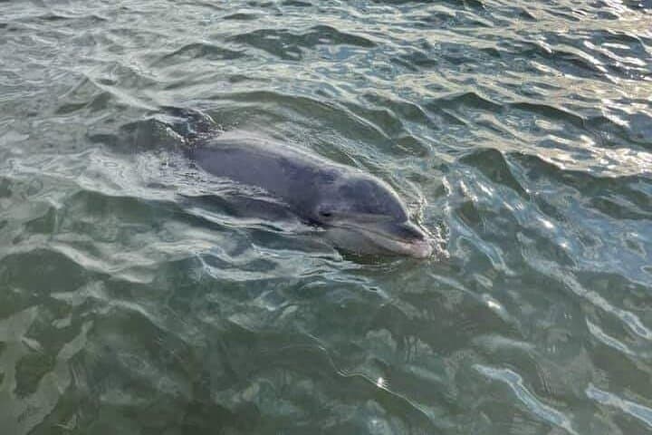 Private Dolphin Boat Tour in Hilton Head Island — Calibogue Sound Close Encounters photo 3