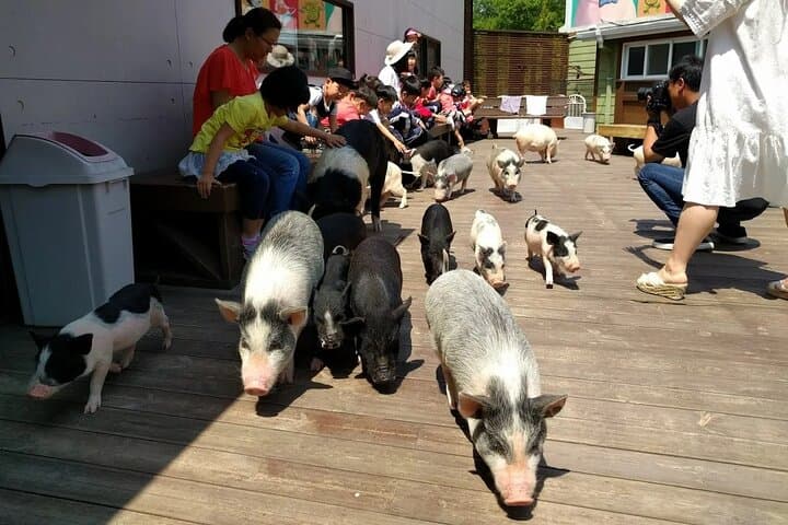 Icheon Baekjoksan Hike & Pig Museum Tour — Easy Mountain Walk Near Seoul