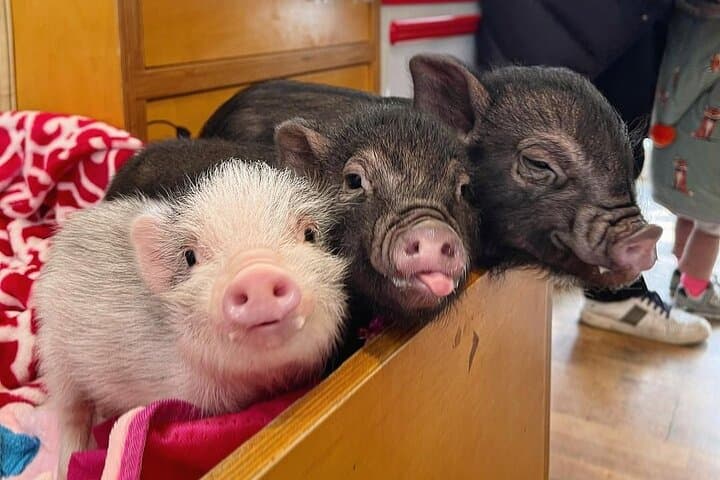 Icheon Baekjoksan Hike & Pig Museum Tour — Easy Mountain Walk Near Seoul photo 4