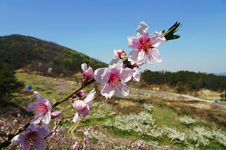 Icheon Baekjoksan Hike & Pig Museum Tour — Easy Mountain Walk Near Seoul photo 2
