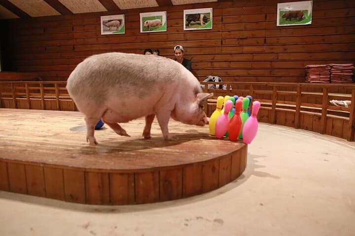 Icheon Baekjoksan Hike & Pig Museum Tour — Easy Mountain Walk Near Seoul photo 6