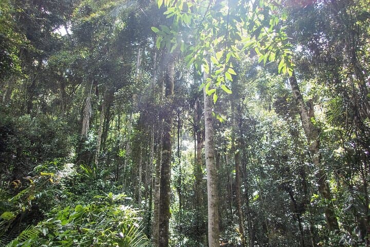 Bellthorpe Rainforest Private Tour — Private Day Walks & Birding Near Maleny photo 2