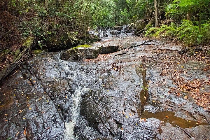 Bellthorpe Rainforest Private Tour — Private Day Walks & Birding Near Maleny photo 3