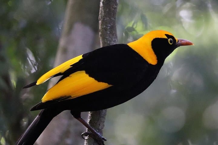 Bellthorpe Rainforest Private Tour — Private Day Walks & Birding Near Maleny