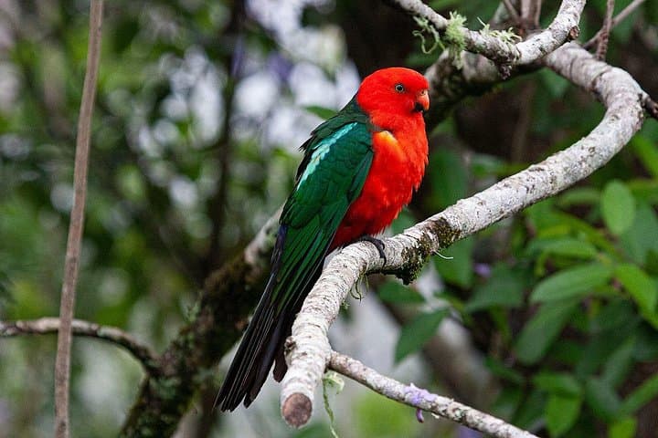 Bellthorpe Rainforest Private Tour — Private Day Walks & Birding Near Maleny photo 4