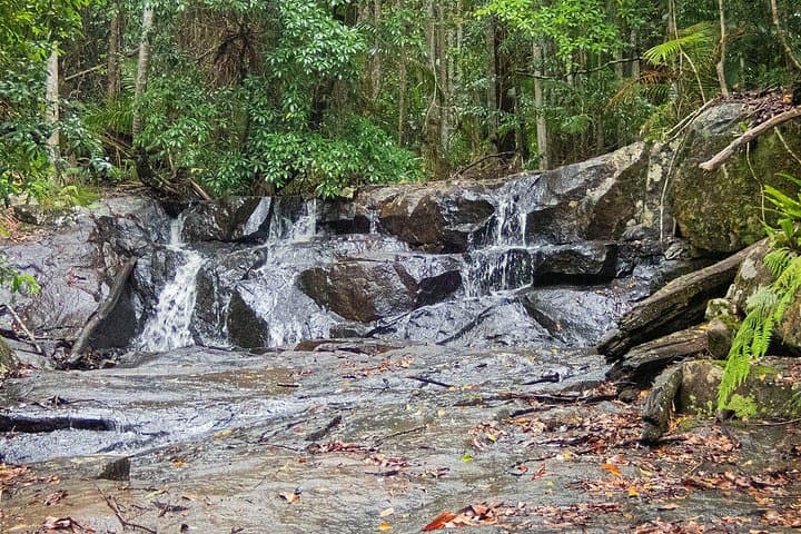 Bellthorpe Rainforest Private Tour — Private Day Walks & Birding Near Maleny photo 5