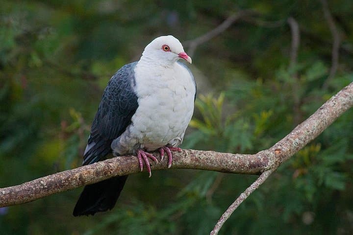 Bellthorpe Rainforest Private Tour — Private Day Walks & Birding Near Maleny photo 6