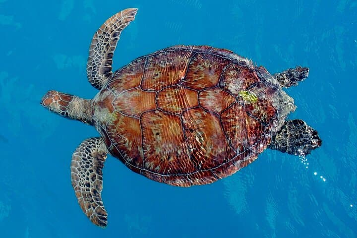 Electric Turtle-Spotting Bay Cruise — Airlie Beach Whisper-Quiet Eco Tour photo 2