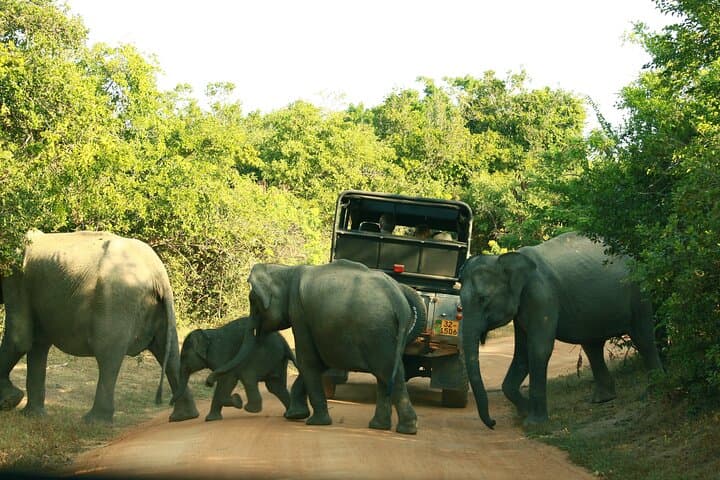 Yala National Park Safari: 4-Hour Jeep Safari to See Leopards & Elephants photo 3