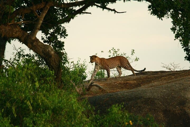 Yala National Park Safari: 4-Hour Jeep Safari to See Leopards & Elephants photo 4