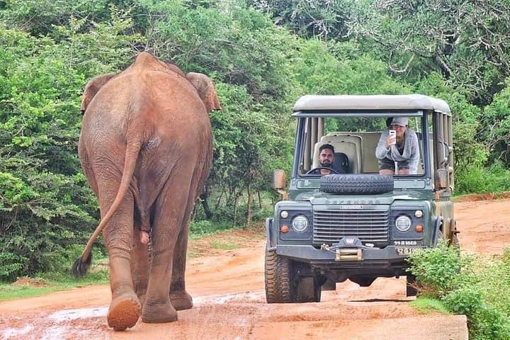 Leopard Photography Safari in Yala National Park — Land Rover Defender Experience photo 1