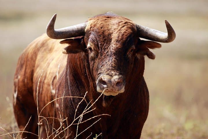 Andalusian Horse and Brave Bull Experience at Alvaro Domecq photo 4