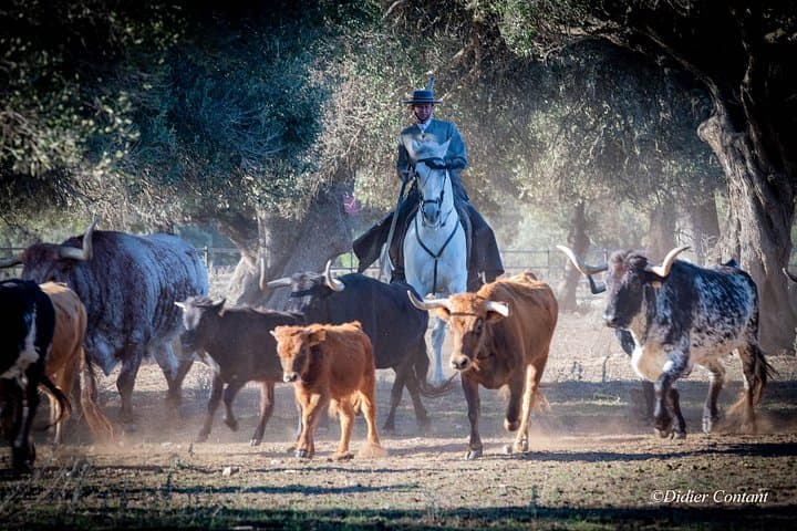 Andalusian Horse and Brave Bull Experience at Alvaro Domecq photo 3