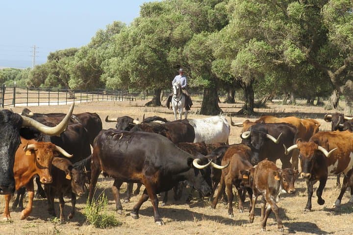 Andalusian Horse and Brave Bull Experience at Alvaro Domecq photo 5