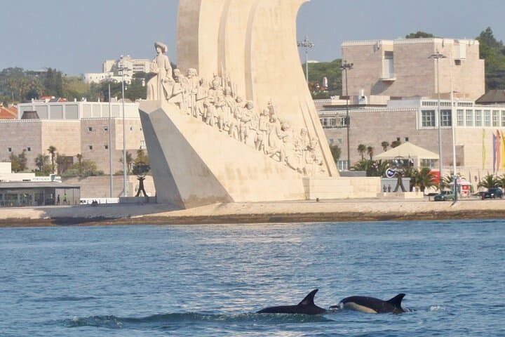 Meet the Lisbon Dolphins: Small-Group Dolphin Watching & Research Cruise photo 6
