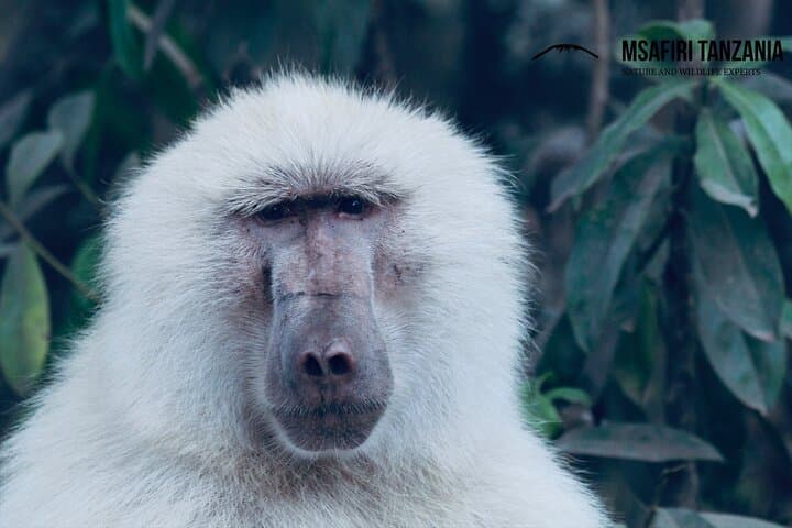 Private Day Trip to Arusha National Park — Walking Safari to Mount Meru Waterfall photo 3