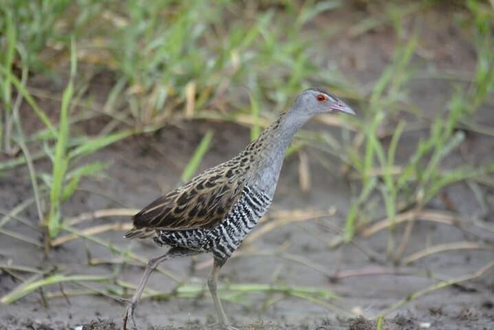 Two-Day Spectacular Tanzania Safari: Mkomazi & Arusha Wildlife Weekend photo 6