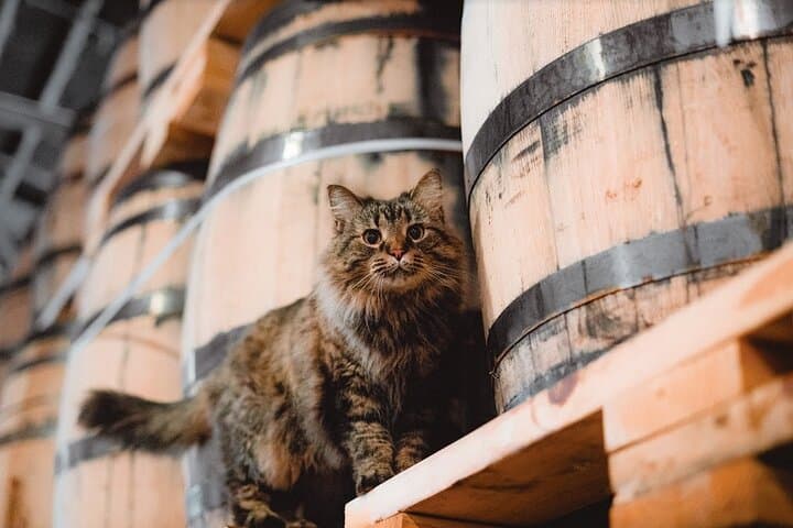 Inside Nelson's Green Brier: Guided Distillery Tour & Tastings in Nashville photo 4
