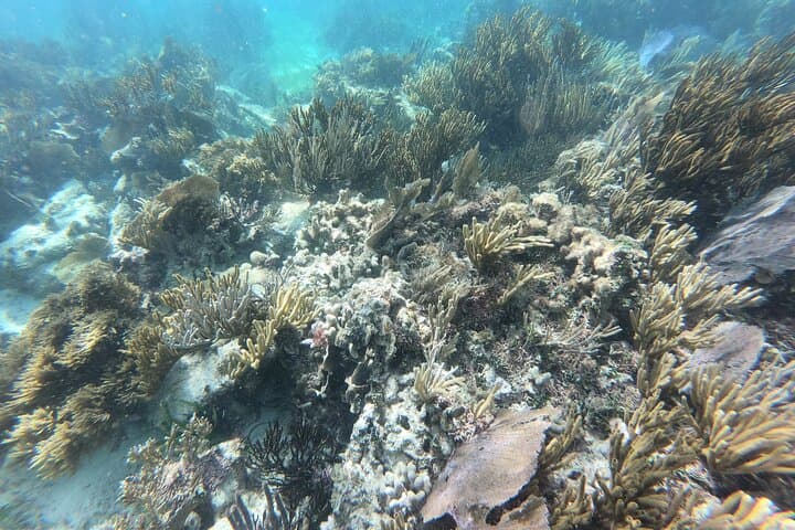 Puerto Morelos Snorkel Adventure: Second-Largest Reef Wall Day Trip