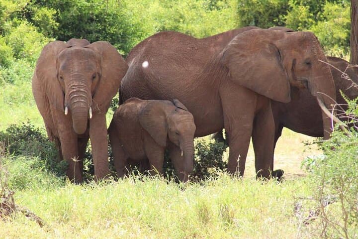 5-Day Masai Mara Safari & Hells Gate Adventure with Lake Naivasha photo 2